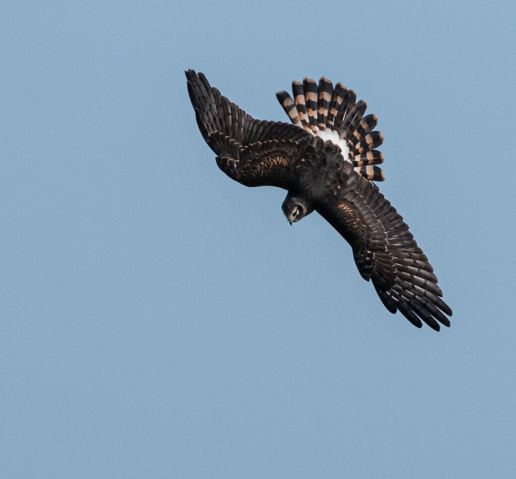 a northern harrier hawk out hunting