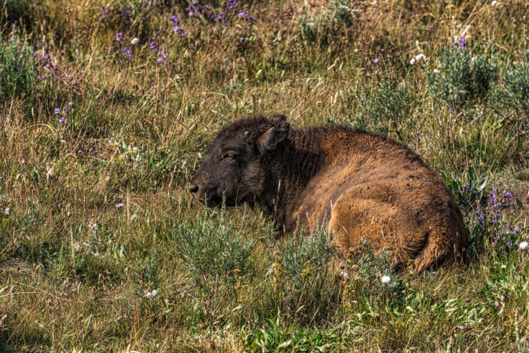 An American Bison Calf