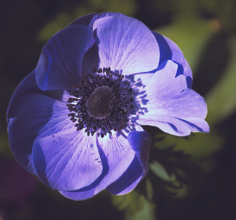 Photo of Blue Anemone