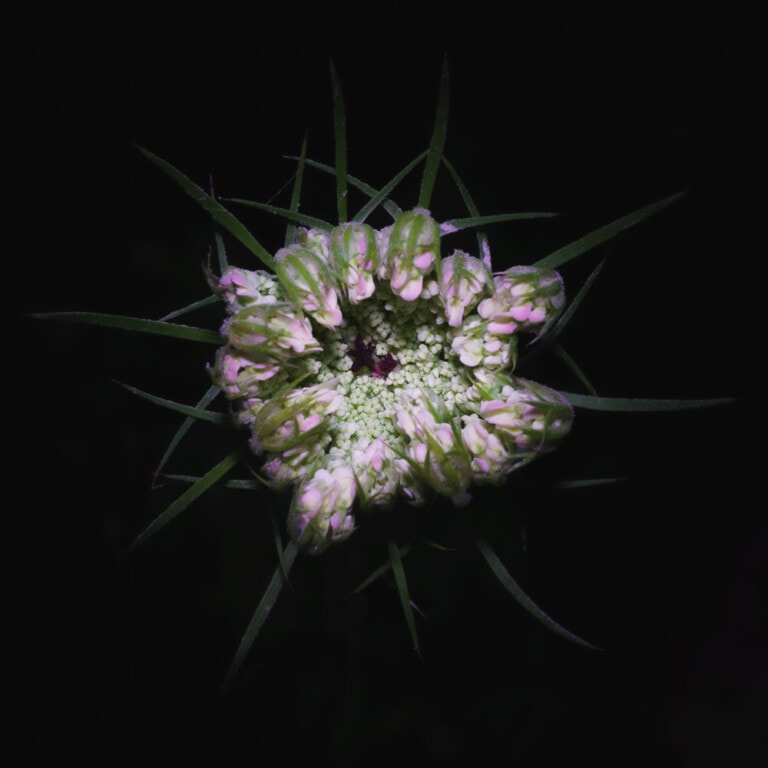 Close up of a Queen Anne's Lace flower unfolding