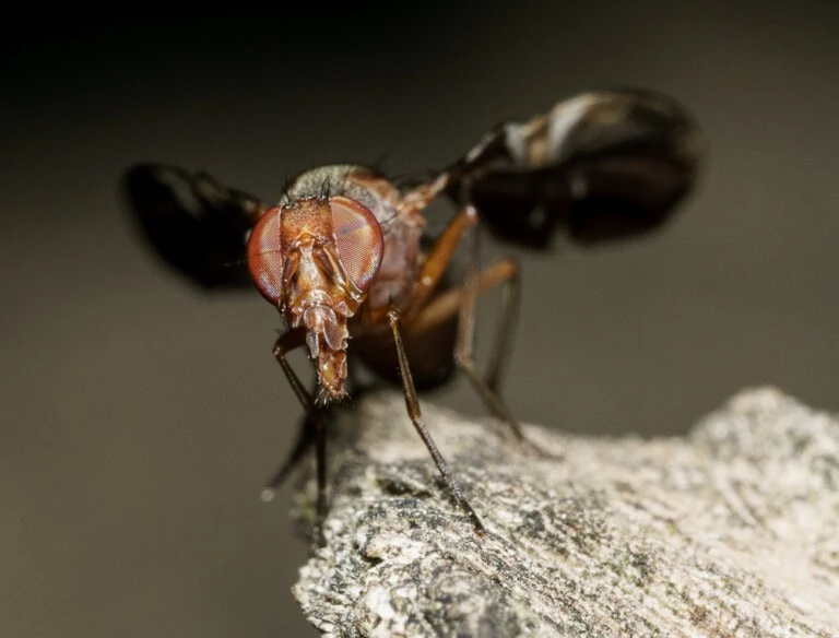 Picture-winged Fly Macro