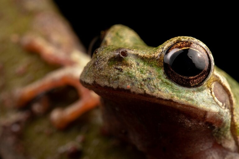 Macro Image of a Frog
