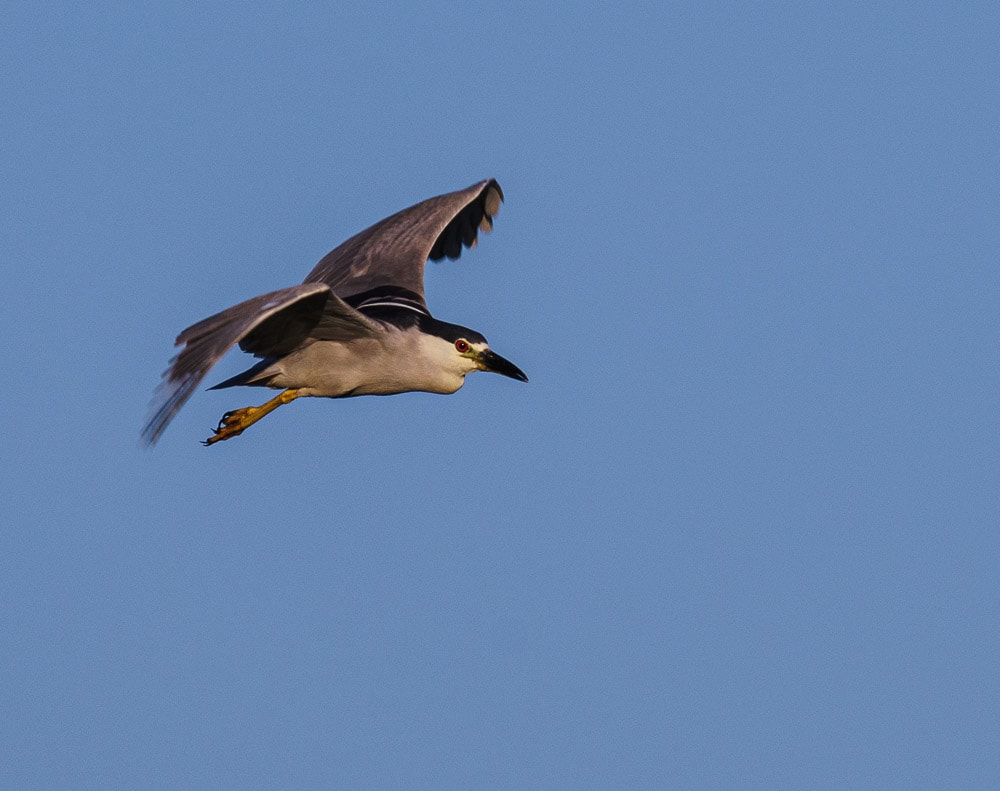 Black Crowned Night Heron Bird in Flight