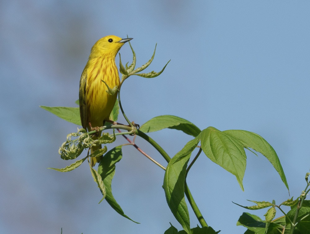 yellow warbler bird