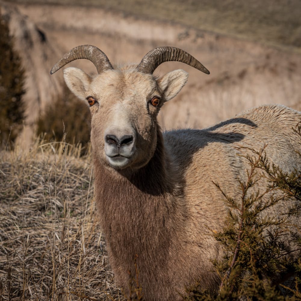 An image of the face of a Bighorn Sheep